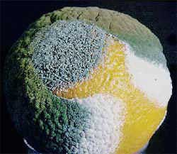 Moho verde de los citrus (Penicillium Digitatum)